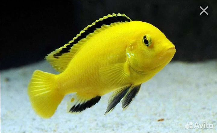 Цихлиды малави и не только