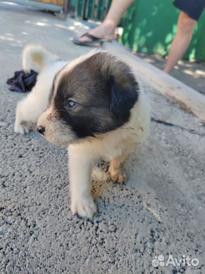 Щенки дворняги