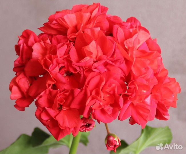 Пеларгония герань сортовая