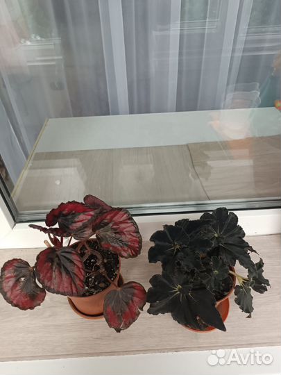 Бегония декоративно лиственная