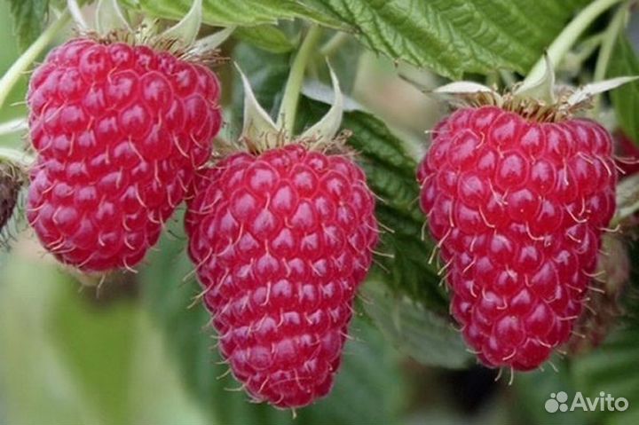 Саженцы ремонтантной малины