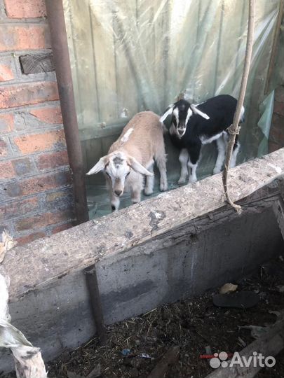 Продам коз