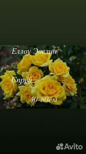 Розы на штамбе