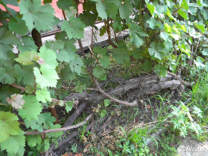 Неукрывной виноград сорт Амурский Потапенко