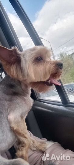 Йоркширский терьер вязка мальчик