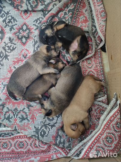 Джек той терьер