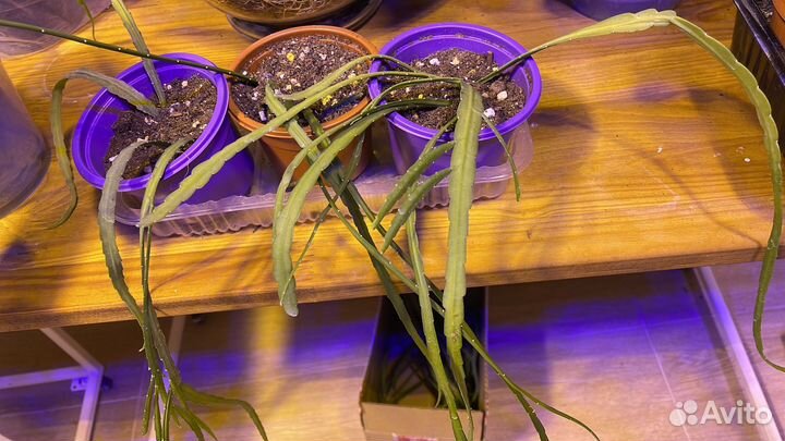 Суккулент леписмиус боливианум