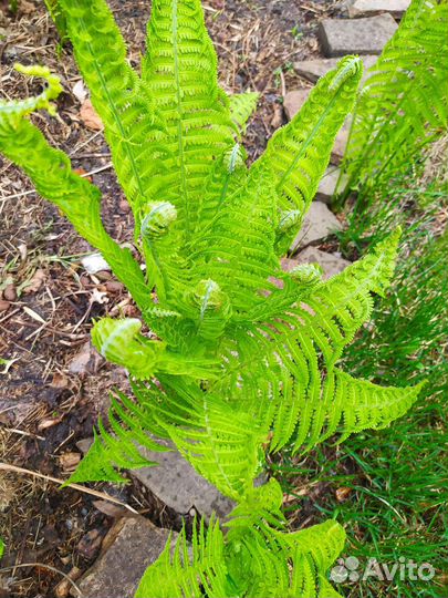 Клематис ароматный, мелкоцветковый