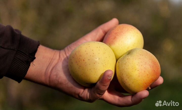 Сборщик яблок в саду с проживанием