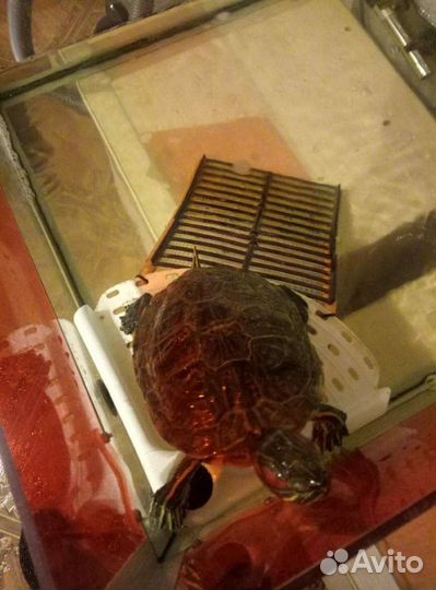 Аквариум с черепахой