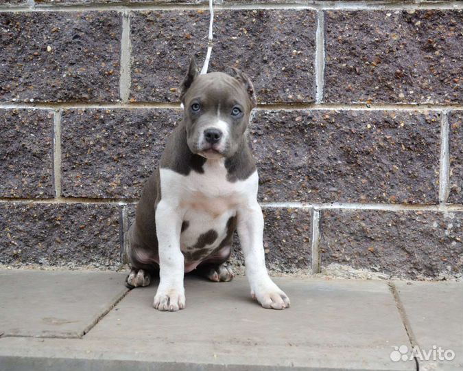 Американский булли тип XL