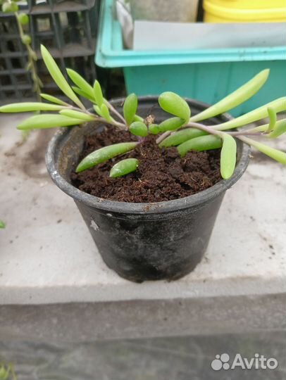 Крестовник роули