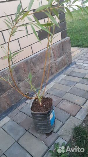 Ива плакучая