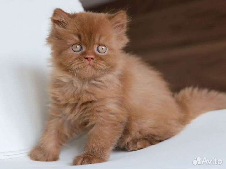 Британский шоколадный котенок