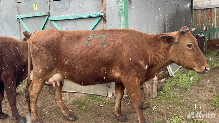 Коровы и Телки красно-степной породы