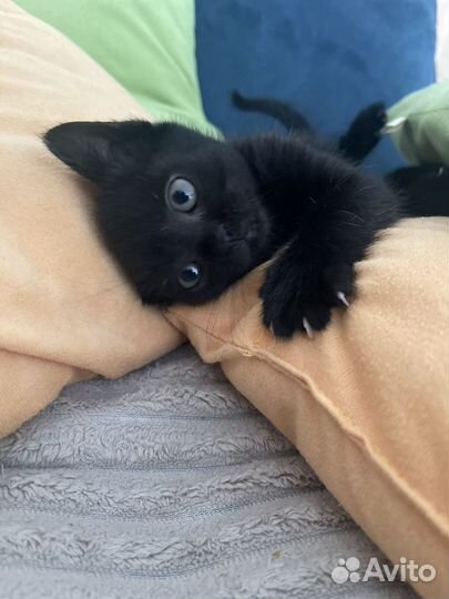Котёнок