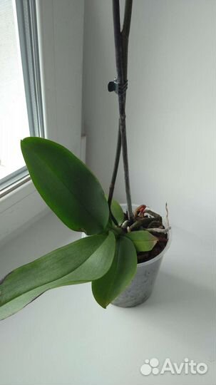 Орхидея фаленопсис