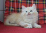 Чистопородные сибирские котята