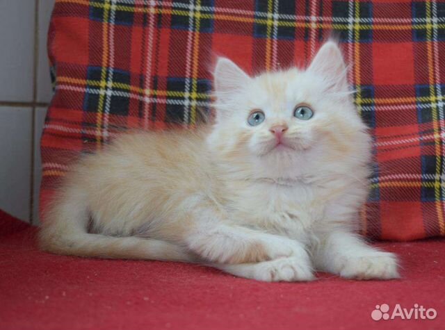 Чистопородные сибирские котята объявление продам