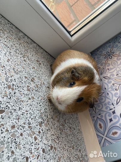 Морские свинки