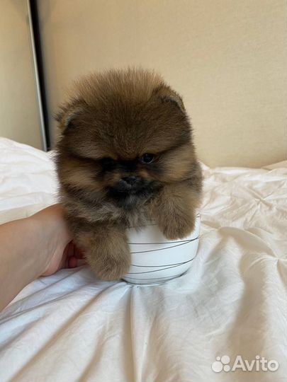 Померанский шпиц мини