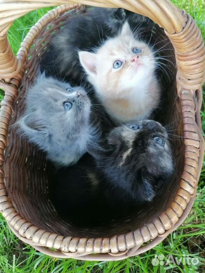 Котята в добрые руки