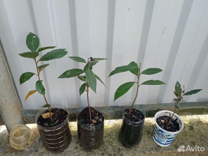 Лавровый саженцы