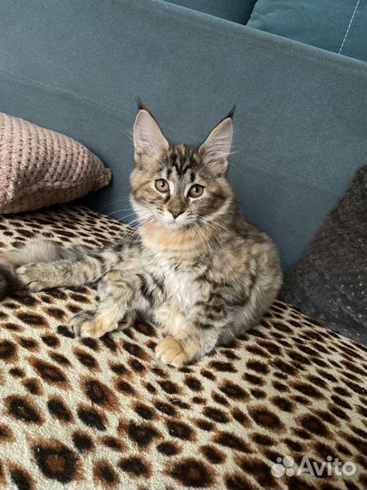 Котята мейкун
