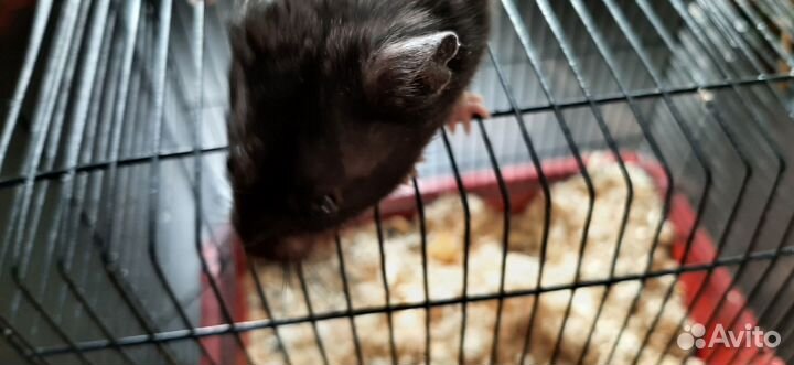 Клетка для грызуна