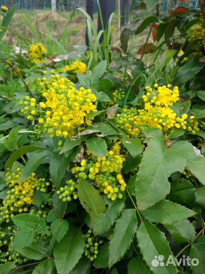 Магония падуболистная