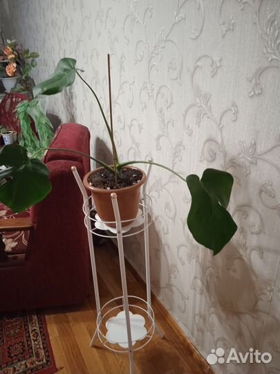 Диффенбахия и другие