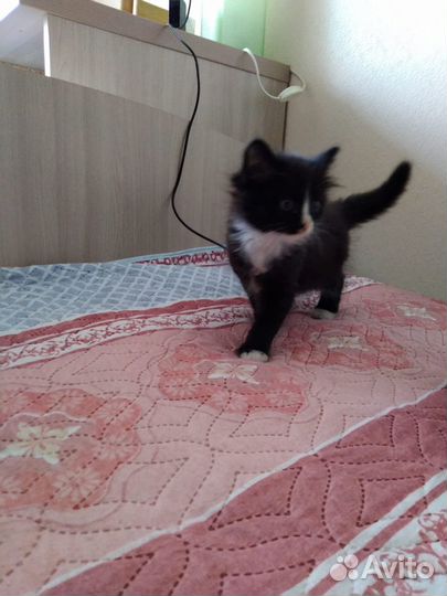 Отдам котят