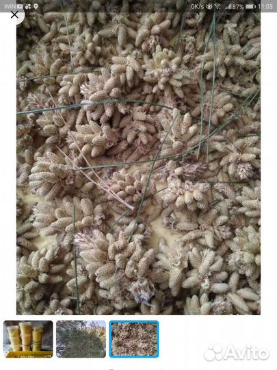 Пыльца сосны