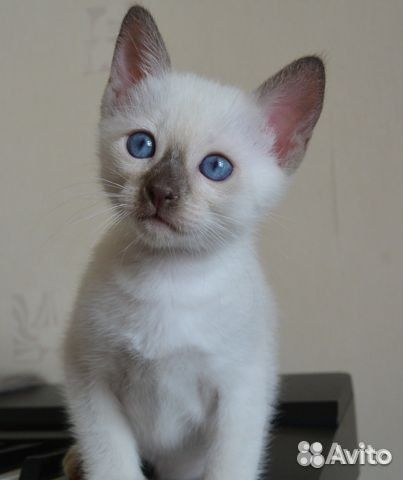 Ненаглядные любимчики-тайцы