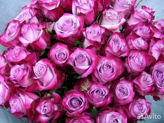 Роза Эквадор Опт