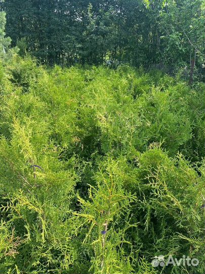 Туя Брабант / Туя западная