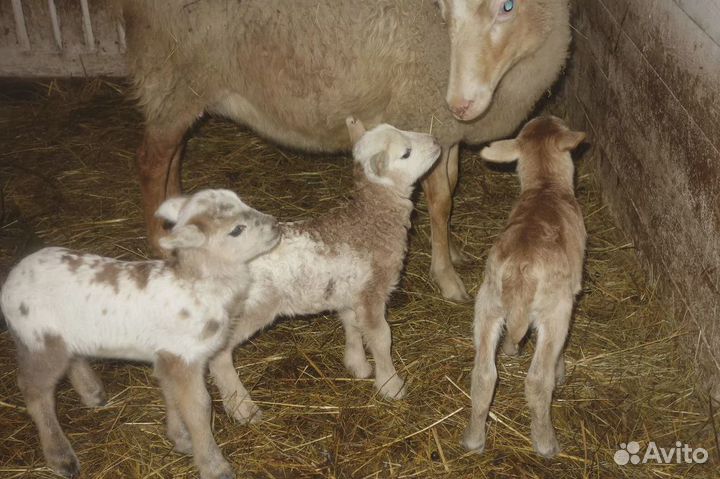 Катумские овцы