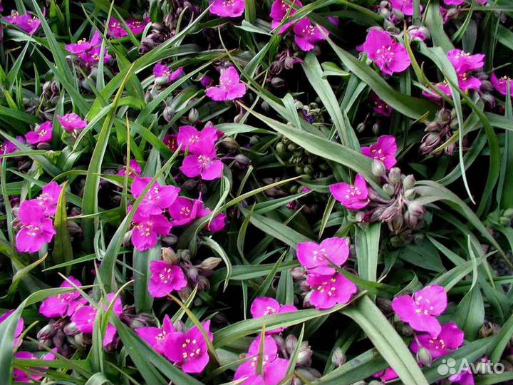 Традесканция садовая