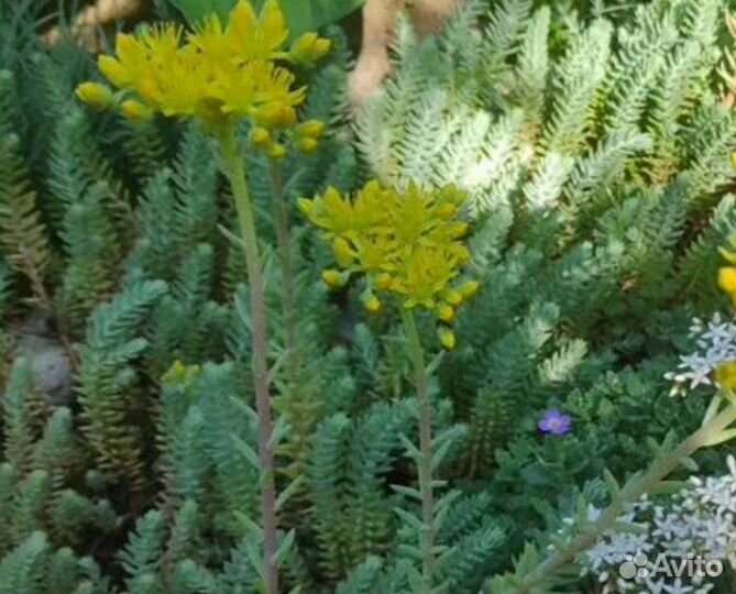 Очиток (седум)