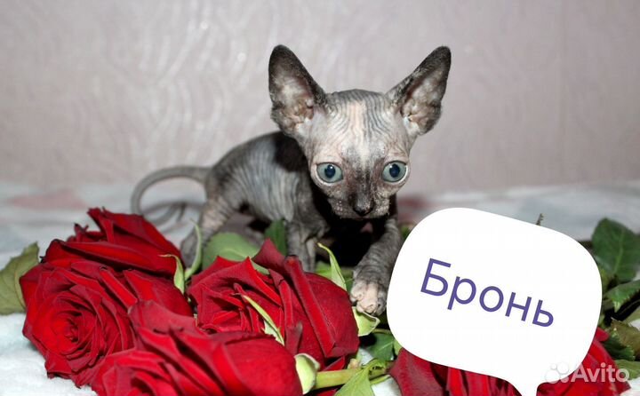Канадский сфинкс эльф котята