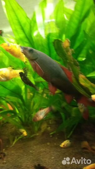 Украшение для аквариума