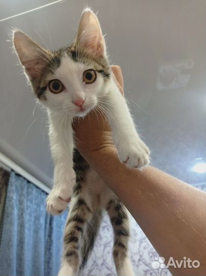 Отдам даром бесплатно