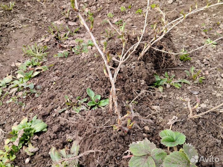 Саженцы крыжовника