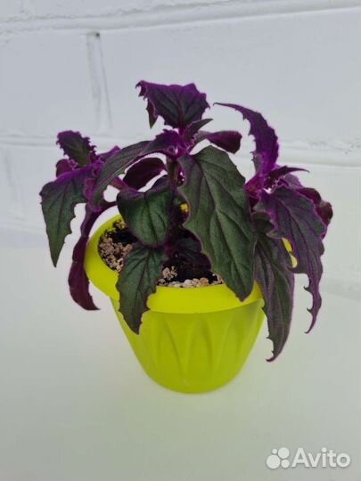 Гинура синяя птица