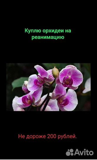 Дендробиум фаленопсис