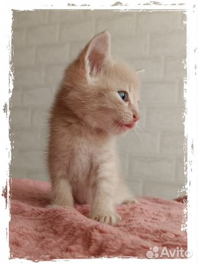 Отдам котенка в добрые руки Новосибирск