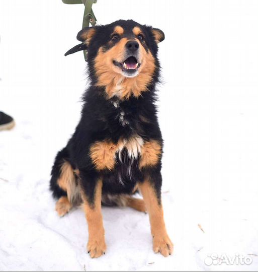 Собака в добрые руки из приюта бесплатно