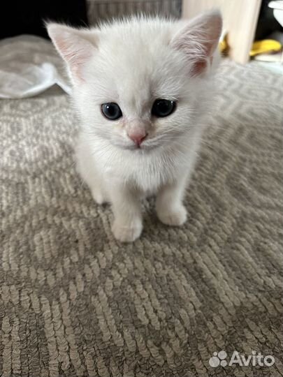 Британские котята