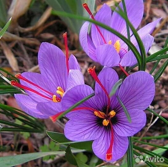 Шафран Луковицы сорт Crocus Sativus Посевной