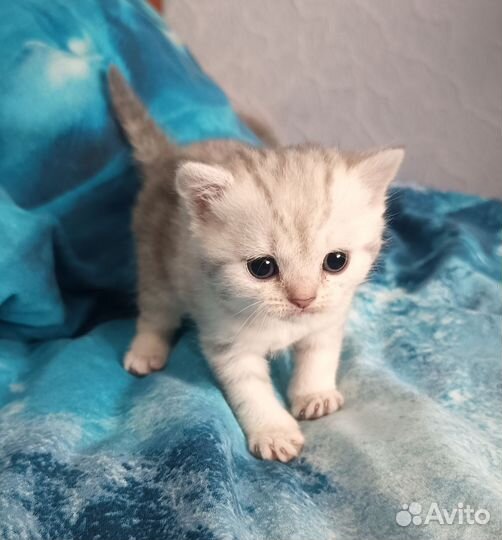 Британские котята
